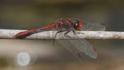 J17_3487 Diplacodes bipunctata male